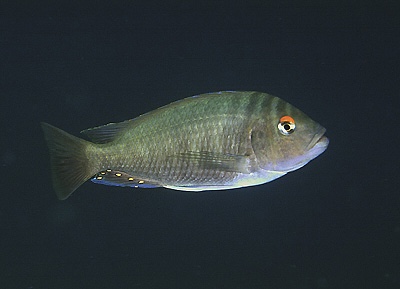 Petrochromis fasciolatus 'Kekese'
